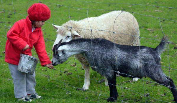 Animal and Wildlife Parks in the UK