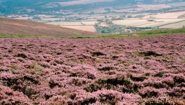 Days Out In Somerset