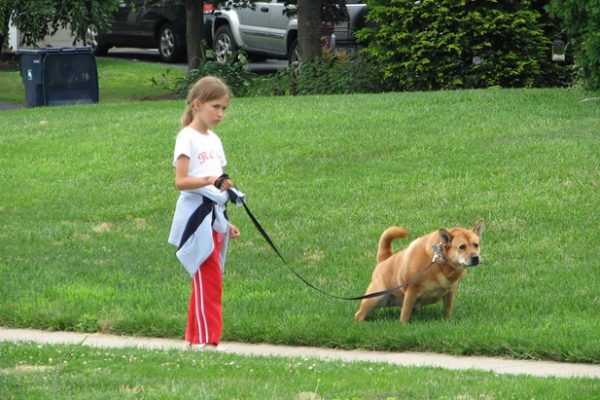 Dog Walker