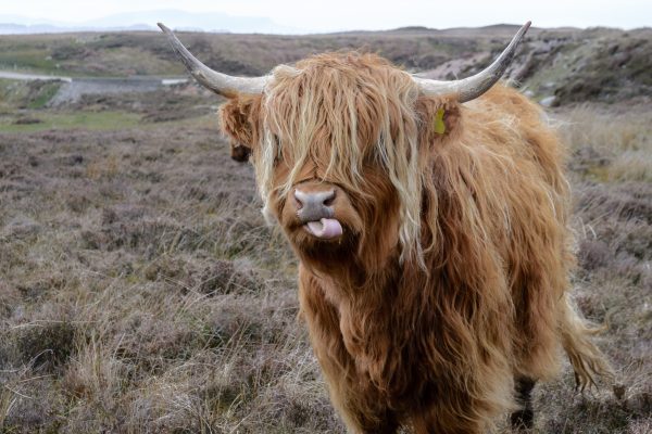 Canva Brown Highland Cattle On Field Of Grass