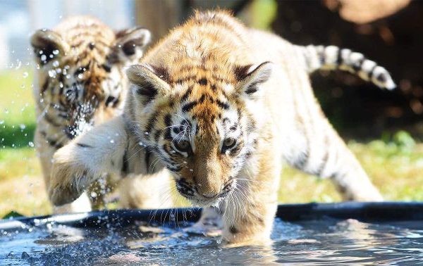 Yorkshire Wildlife Park Tiger Cubs