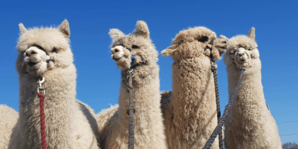 Pukka Alpacas