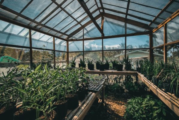 Greenhouse Article