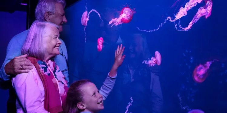 Sea Life London Days Out In London