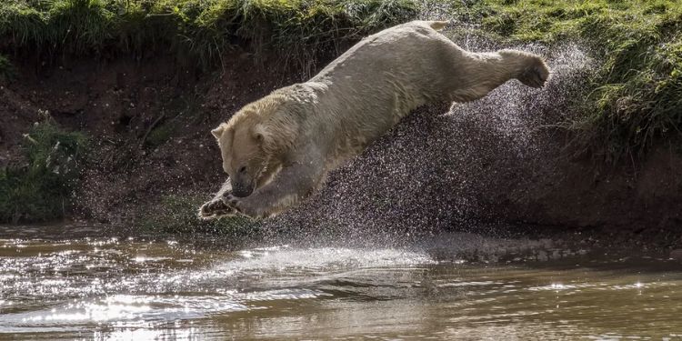 Yorkshire Wildlife Park Days Out In South Yorkshire