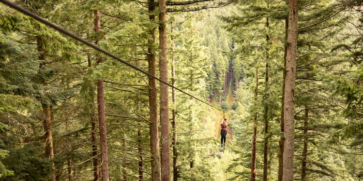Go Ape Glentress Forest Days Out In Scottish Borders