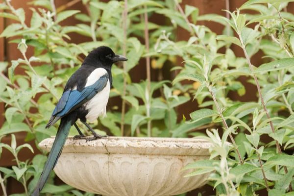 Low Maintenance Garden Ideas For Busy Families